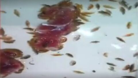 Piojos de mar comiendo carne