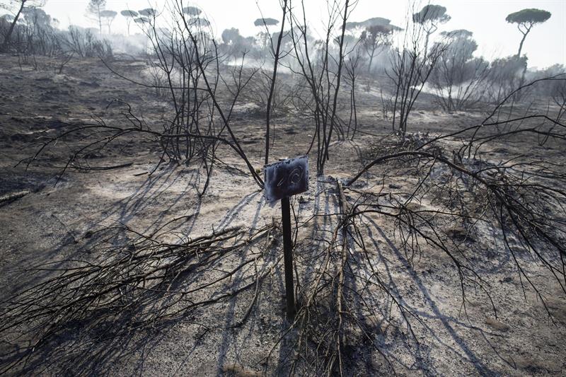 Investigan a 15 bomberos en Italia por provocar incendios para obtener bonificaciones Investigan a 15 bomberos en Italia por provocar incendios para obtener bonificaciones