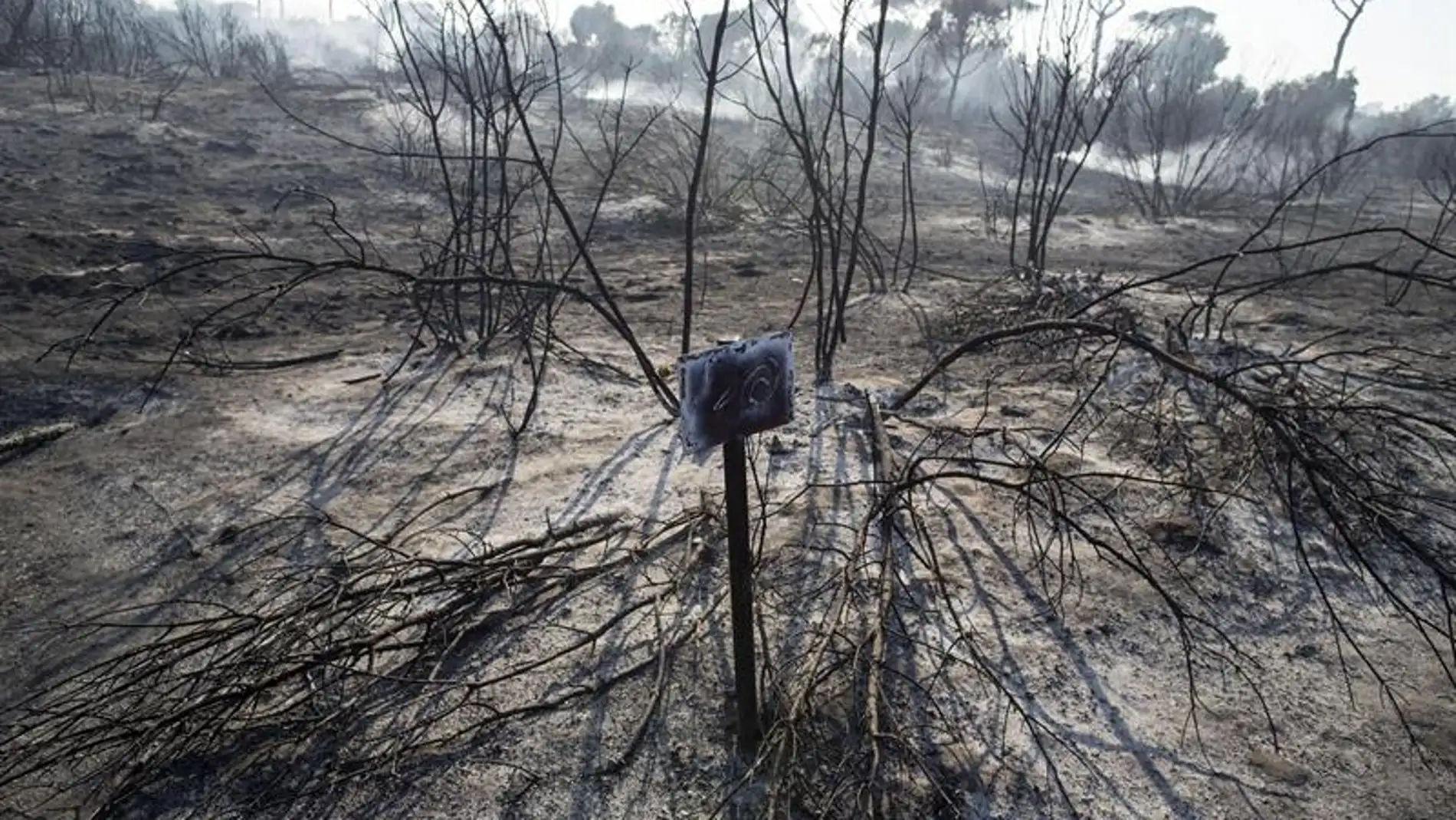 Bosque quemado tras un incendio en Italia