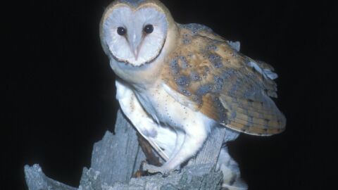 La poblacion de lechuzas se reduce en Espana