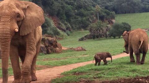Cr&iacute;a de elefante en Cab&aacute;rceno.
