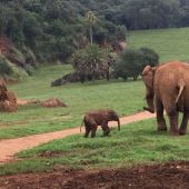 Cría de elefante en Cabárceno