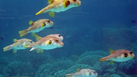 Imagen de archivo de peces globo Imagen de archivo de peces globo