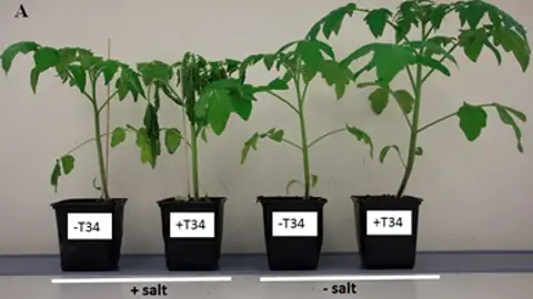Combinar fertilizantes quimicos y biologicos dana la respuesta de las plantas al estres Combinar fertilizantes quimicos y biologicos dana la respuesta de las plantas al estres