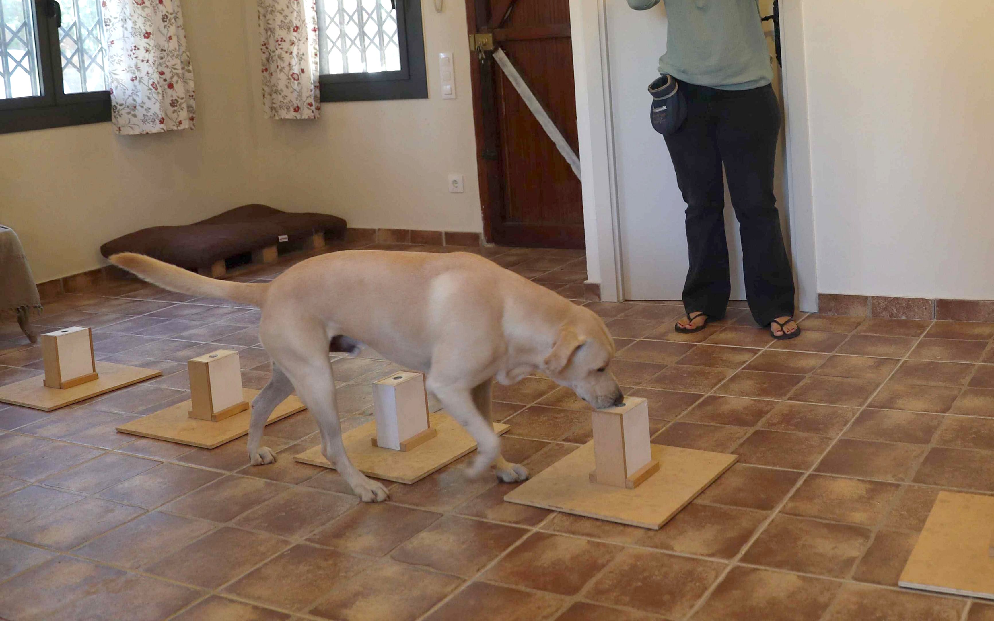 Un hospital de Barcelona entrena a un perro para que detecte el cáncer de pulmón precoz Un hospital de Barcelona entrena a un perro para que detecte el cáncer de pulmón precoz