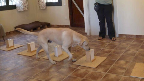 Blat, el perro entrenado para detectar a pacientes con c&aacute;ncer de pulm&oacute;n