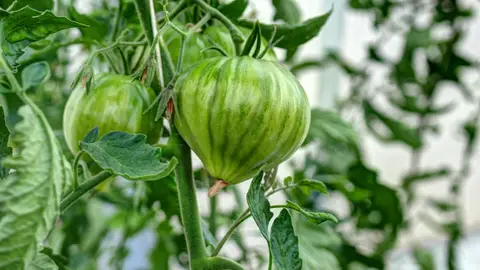 Tomatera Tomatera