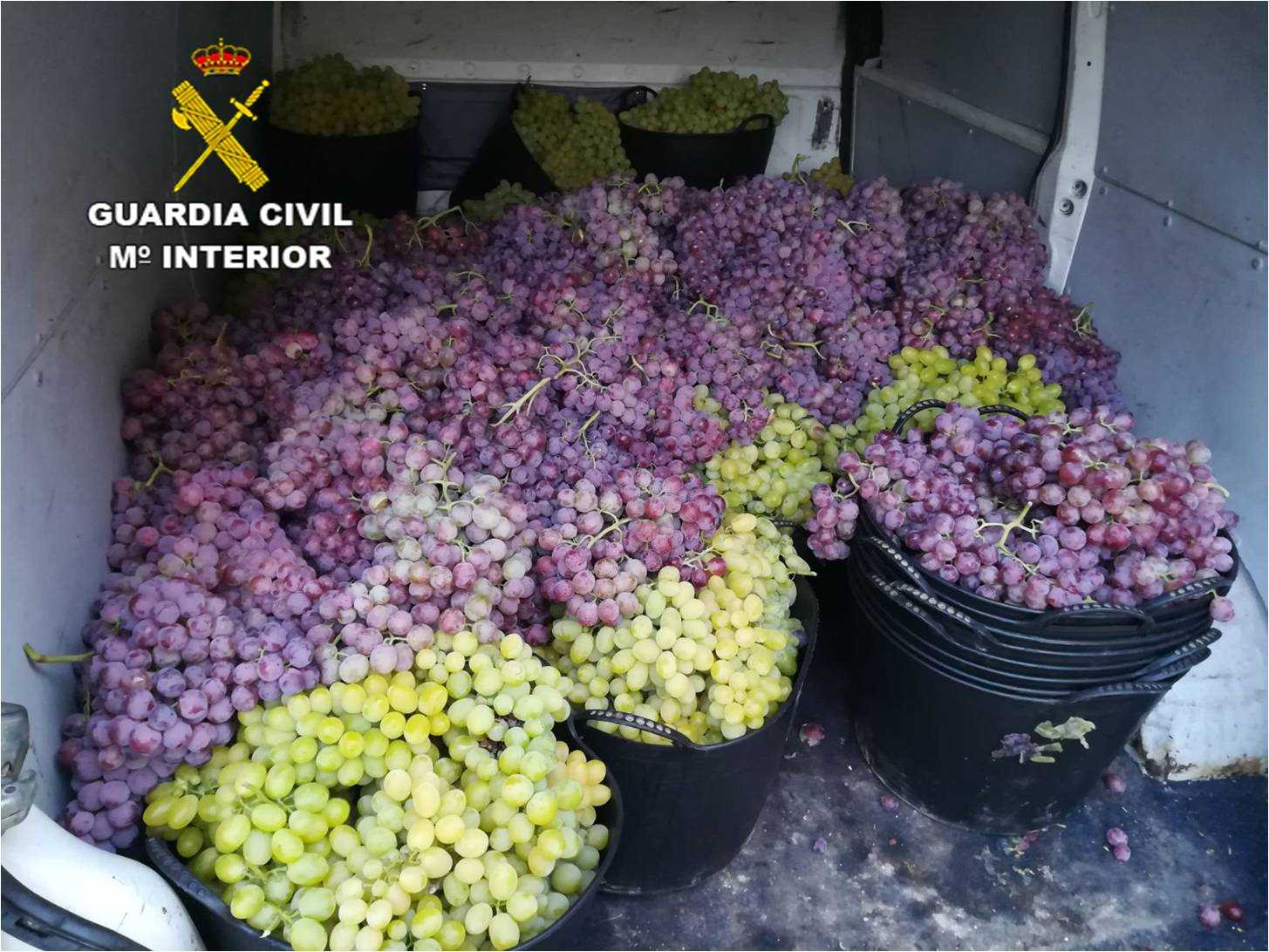 La Guardia Civil desarticula un clan familiar dedicado al robo de uva de mesa La Guardia Civil desarticula un clan familiar dedicado al robo de uva de mesa