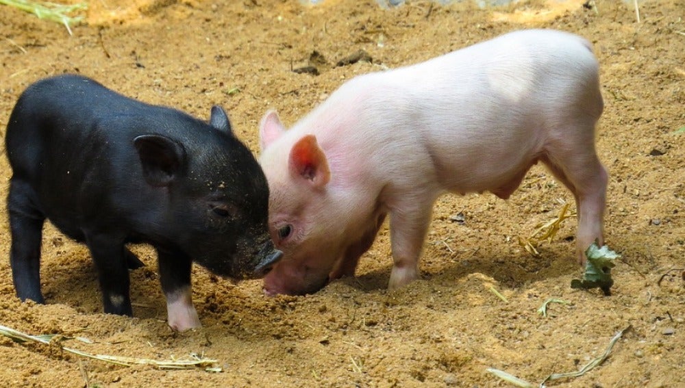 La técnica CRISPR elimina retrovirus en cerdos vivos para trasplantar órganos en humanos