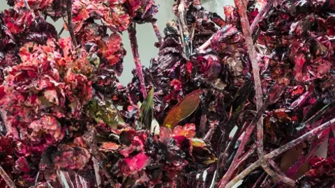 Lita Cabellut, una artista de talla mundial PIONERAS