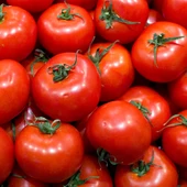 Tomates, imagen de archivo Tomates, imagen de archivo