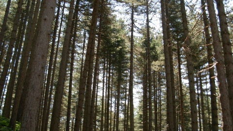 Imagen de archivo de un bosque de Pinos Laricios