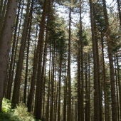 Imagen de archivo de un bosque de Pinos Laricios