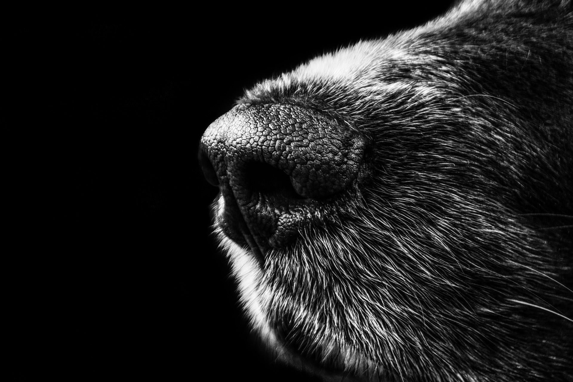 Izquierda Unida exige medidas para regular el maltrato animal Izquierda Unida exige medidas para regular el maltrato animal