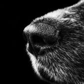 Hocico de perro, imagen de archivo