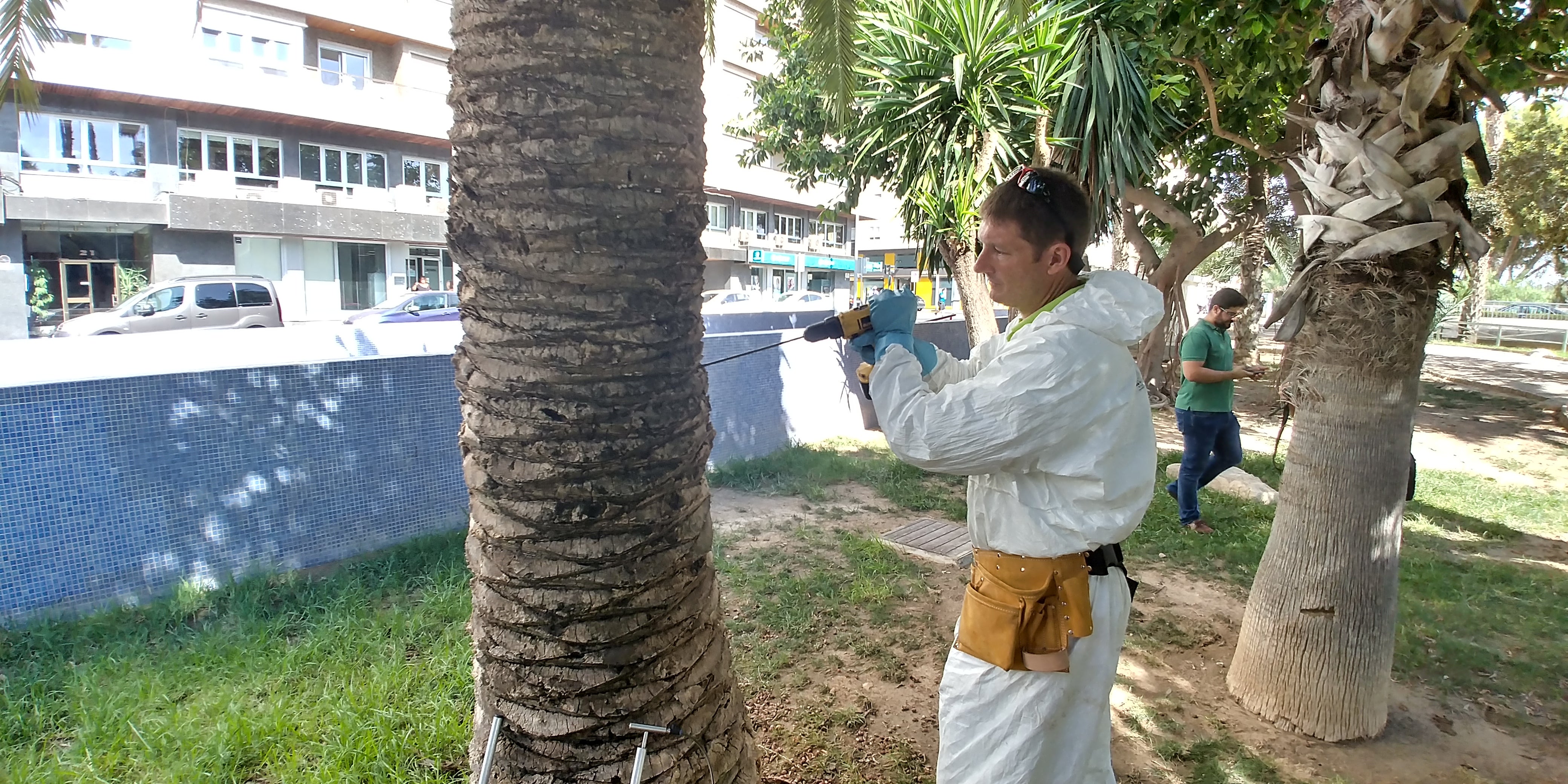 El Ayuntamiento de Elche trata más de 60 palmeras con emamectina para luchar contra el picudo El Ayuntamiento de Elche trata más de 60 palmeras con emamectina para luchar contra el picudo
