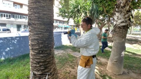 Tratamiento contra el picudo rojo con el insecticida emamectina