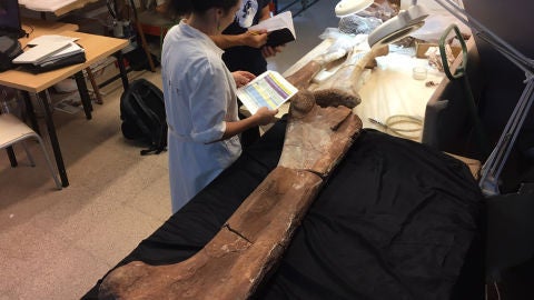 F&eacute;mur y varios huesos m&aacute;s del spinophosaurus