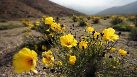 Imagen del Desierto de Atacama con flores