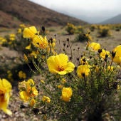 Imagen del Desierto de Atacama con flores