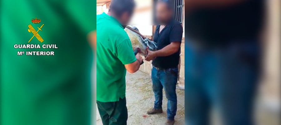 La Guardia Civil interviniendo a los animales en Málaga La Guardia Civil interviniendo a los animales en Málaga