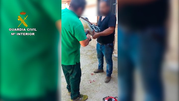 Investigadas 50 personas por maltrato y abandono de 316 animales domésticos Investigadas 50 personas por maltrato y abandono de 316 animales domésticos