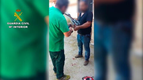 La Guardia Civil interviniendo a los animales en M&aacute;laga