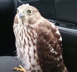 Un halcón busca refugio en un taxi por 'miedo' al huracán 'Harvey' Un halcón busca refugio en un taxi por 'miedo' al huracán 'Harvey'