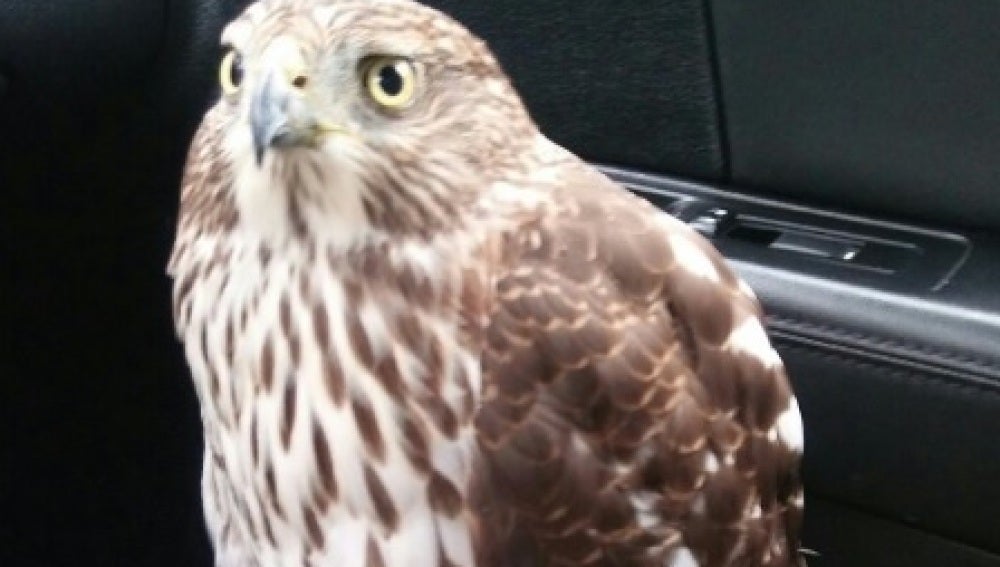 Un halcón busca refugio en un taxi por 'miedo' al huracán 'Harvey'