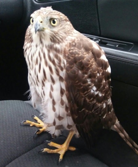 Un halcón se cuela en un taxi para refugiarse del huracán 'Harvey' Un halcón se cuela en un taxi para refugiarse del huracán 'Harvey'