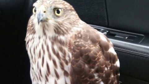 Un halc&oacute;n busca refugio en un taxi por 'miedo' al hurac&aacute;n 'Harvey'