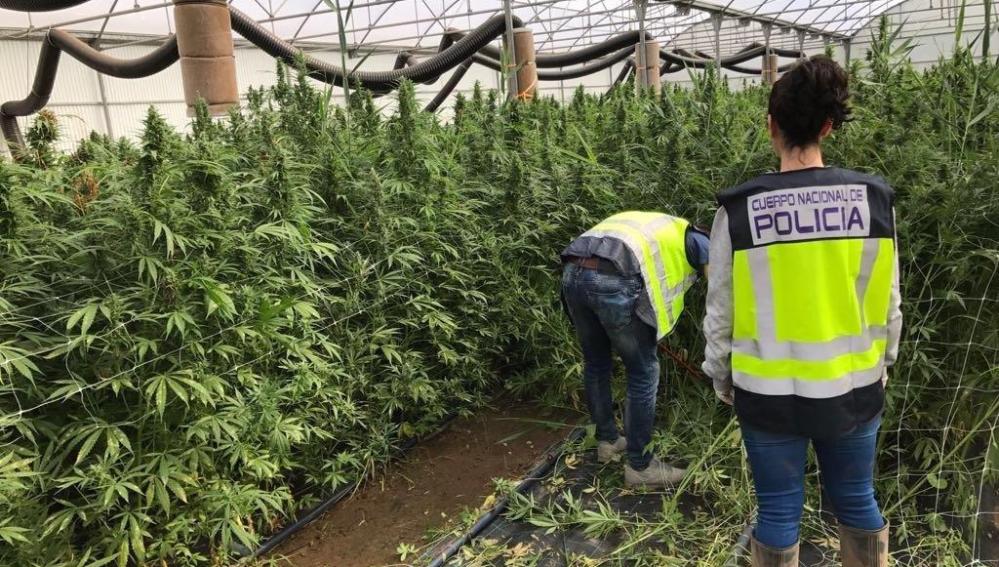 Agentes de la Policía Nacional desmantelan una plantación de marihuana en una vivienda de una partida rural de Elche