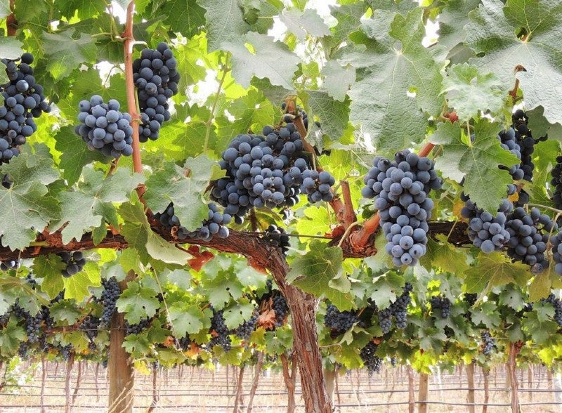 Más de uno La Rioja en verano 27/08/2020 Más de uno La Rioja en verano 27/08/2020