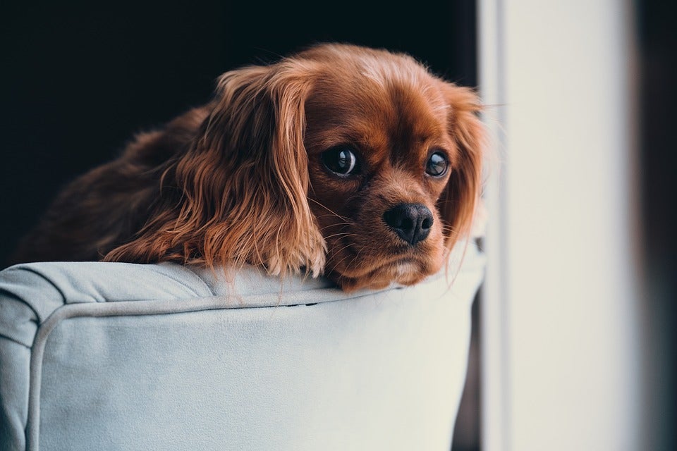 Oyentes: Las mejores anécdotas de mascotas Oyentes: Las mejores anécdotas de mascotas