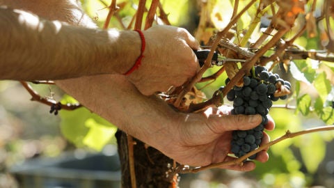 Comienzo de la vendimia