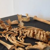 Restos humanos encontrados en la excavación