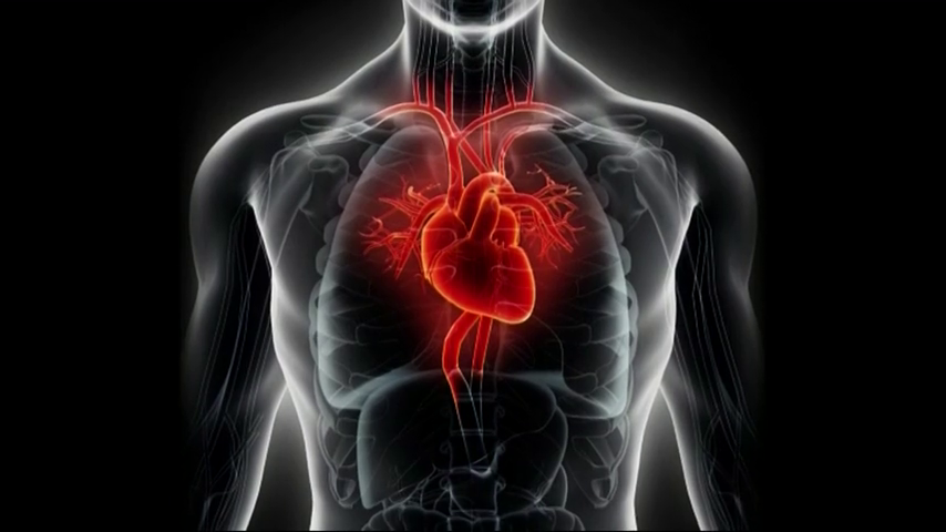 ¿Por qué tenemos el corazón en el lado izquierdo? ¿Por qué tenemos el corazón en el lado izquierdo?