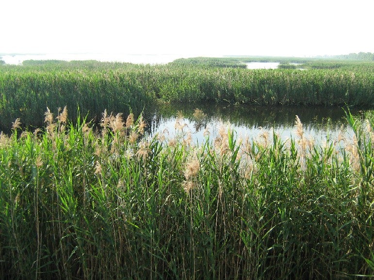 Amigos de los Humedales del Sur de Alicante insta vaciar el embalse de Poniente del Parque Natural de El Hondo para acabar con la carpa Amigos de los Humedales del Sur de Alicante insta vaciar el embalse de Poniente del Parque Natural de El Hondo para acabar con la carpa