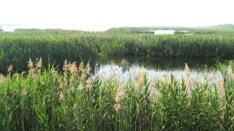Embalse de Poniente del Parque Natural de El Hondo Crevillent-Elche