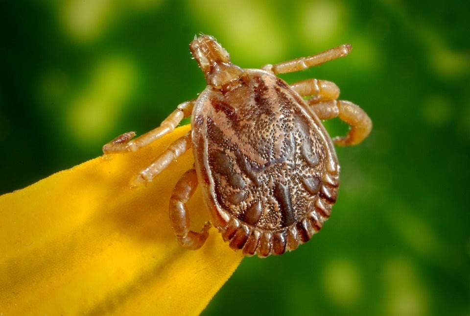Qué pasa si te pica una garrapata: Sanidad alerta sobre esta nueva plaga en verano Qué pasa si te pica una garrapata: Sanidad alerta sobre esta nueva plaga en verano