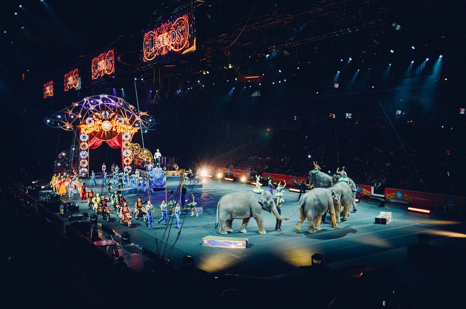 Los circos: Unos de los grandes afectados del mundo del espectáculo Los circos: Unos de los grandes afectados del mundo del espectáculo