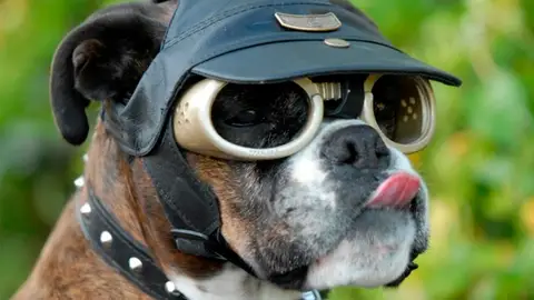 Doggles, gafas para perros Doggles, gafas para perros