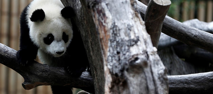 El zoológico de Madrid celebra el primer cumpleaños de la panda femenina 'Chulina' (10-09-2017) El zoológico de Madrid celebra el primer cumpleaños de la panda femenina 'Chulina' (10-09-2017)
