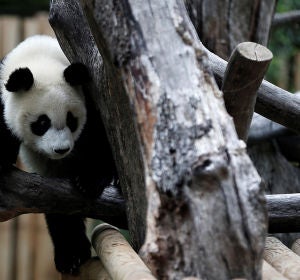 El zoológico de Madrid celebra el primer cumpleaños de la panda femenina 'Chulina' (10-09-2017) El zoológico de Madrid celebra el primer cumpleaños de la panda femenina 'Chulina' (10-09-2017)