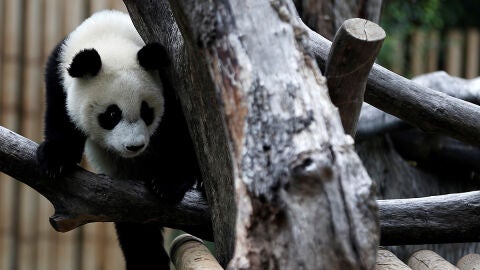 El zool&oacute;gico de Madrid celebra el primer cumplea&ntilde;os de la panda femenina 'Chulina' (10-09-2017)