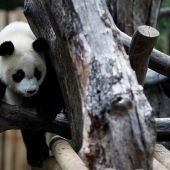 El zoológico de Madrid celebra el primer cumpleaños de la panda femenina 'Chulina' (10-09-2017)