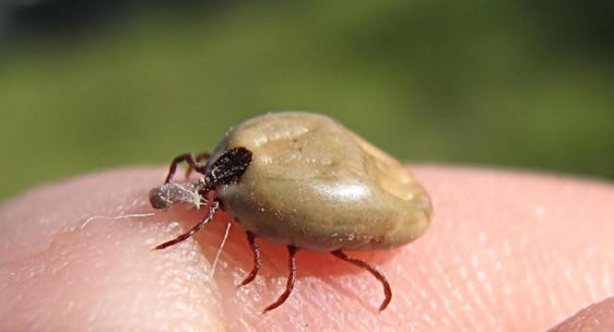 Desparasitar a nuestros animales previene de enfermedades graves e incluso mortales Desparasitar a nuestros animales previene de enfermedades graves e incluso mortales