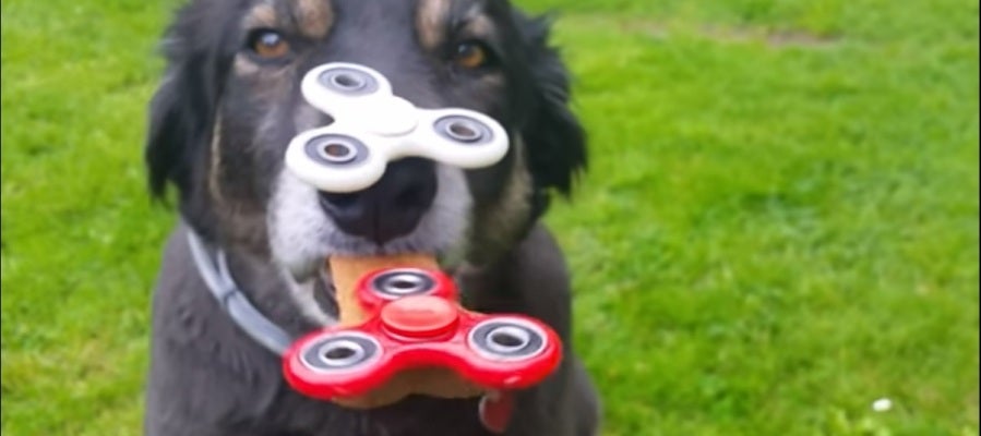 Buddy, con dos spinners en la cara Buddy, con dos spinners en la cara