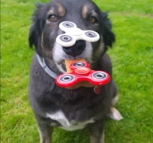 Buddy, con dos spinners en la cara Buddy, con dos spinners en la cara