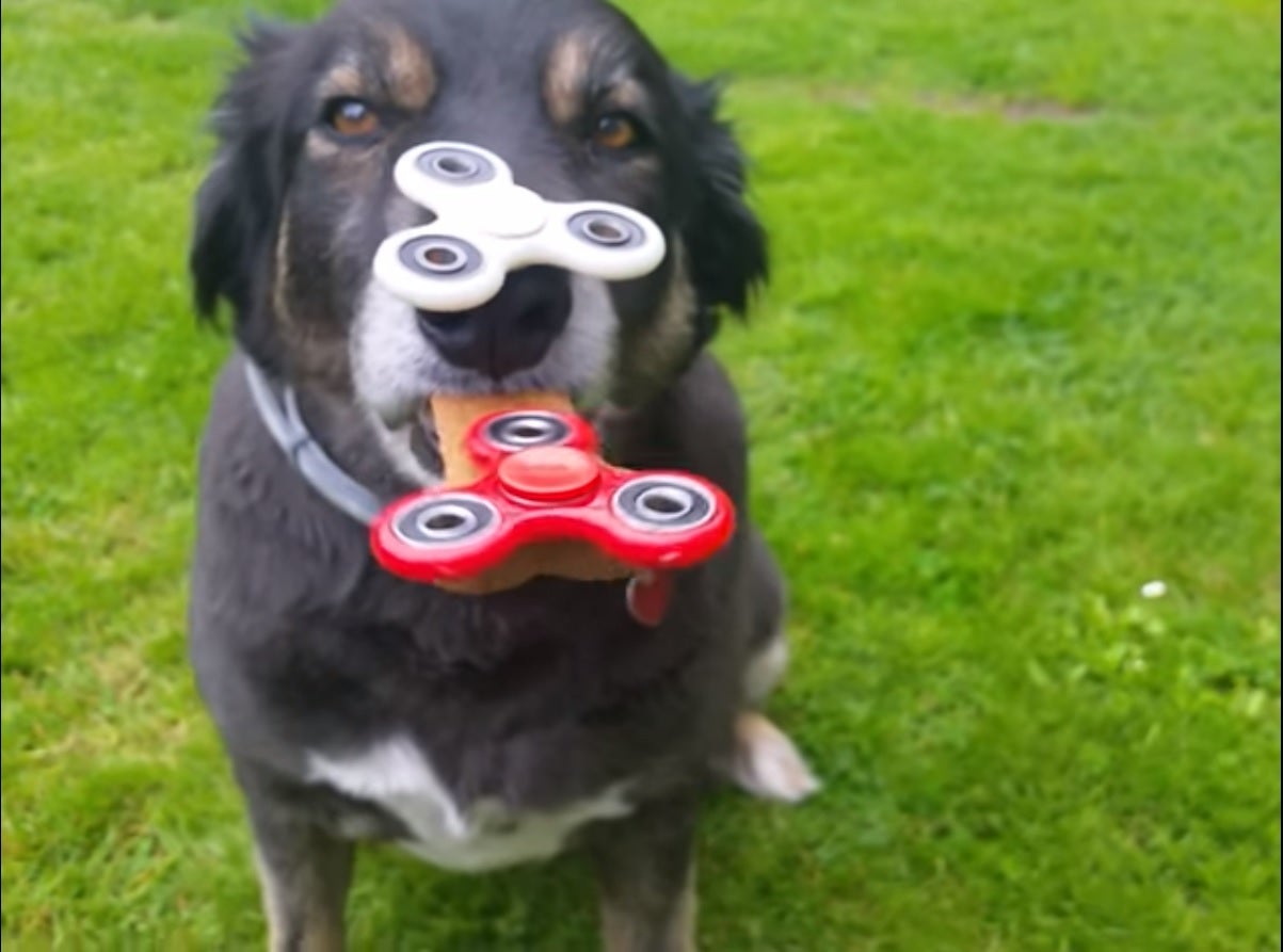 Buddy, el perro con habilidades extraordinarias para el ‘spinner’ que triunfa en las redes Buddy, el perro con habilidades extraordinarias para el ‘spinner’ que triunfa en las redes